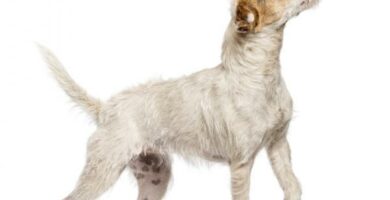 Parson russell terrier