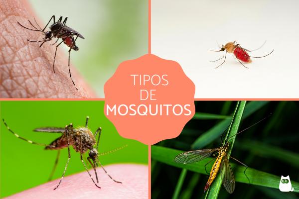 Rodzaje komarow