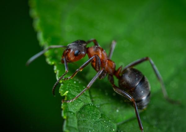 Rodzaje mrowek Charakterystyka i zdjecia
