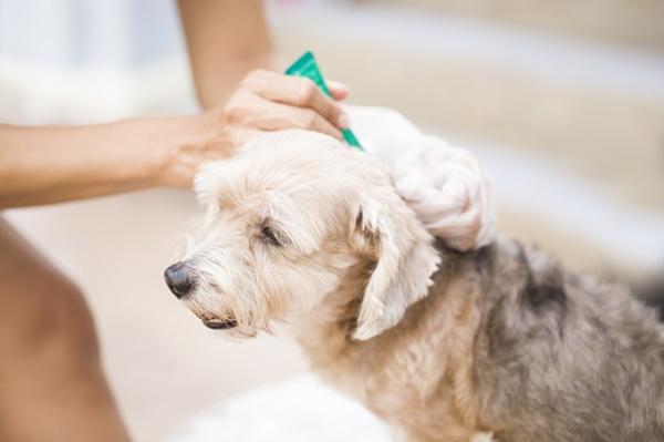 Zatrucie pipetami u psow objawy i leczenie
