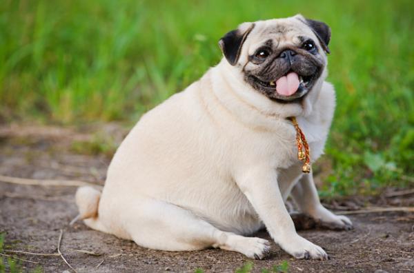 Tłuszczak u psów - Objawy, diagnoza i leczenie - Przyczyny tłuszczaka u psów