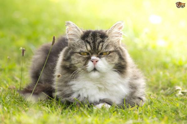 5 najczęstszych objawów starości u kotów - 3. Zmiany nawyków żywieniowych, nadwaga lub szczupłość