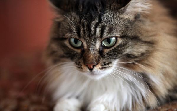 5 najczęstszych objawów starzenia się kotów - 1. Siwe włosy