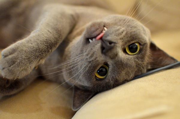 5 najczęstszych objawów starzenia się kotów - 5. Problemy z zębami 