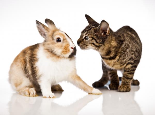 Koegzystencja kotów i królików - Jeśli królik przyjdzie później...