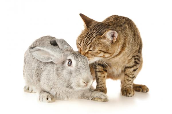 Koegzystencja kotów i królików - Jeśli kot przyjdzie później...