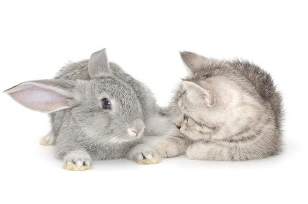 Koegzystencja kotów i królików - Ze szczeniętami zawsze jest łatwiej