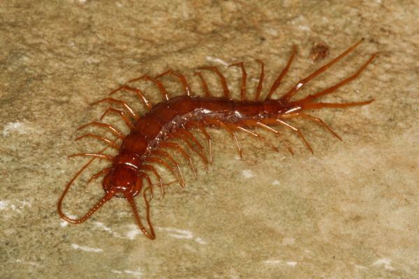 Zwierzęta żyjące w jaskiniach i norach - Cyberstonogi (Eupolybothrus cavernicolus)
