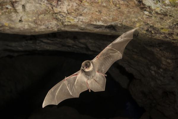 Zwierzęta żyjące w jaskiniach i norach - Nietoperz jaskiniowy (Miniopterus schreibersii)