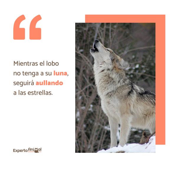 Zwroty wilków - Zwroty samotnych wilków