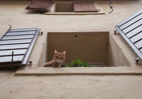Syndrom kota spadochronowego – czy są koty bardziej podatne niż inne?