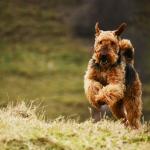 1638596159 38 Airedale terier