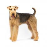 1638596159 667 Airedale terier
