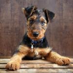 1638596159 803 Airedale terier