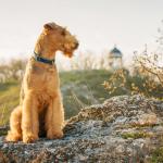1638596159 835 Airedale terier