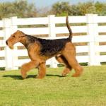 1638596159 954 Airedale terier
