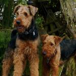 1638596159 959 Airedale terier