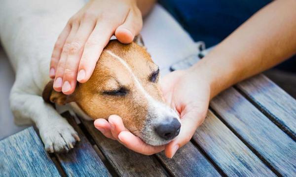 Ból krzyża u psów - diagnostyka i leczenie - Objawy bólu krzyża u psów
