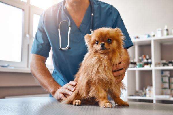 Bóle krzyża u psów - Diagnostyka i leczenie - Leczenie bólu krzyża u psów