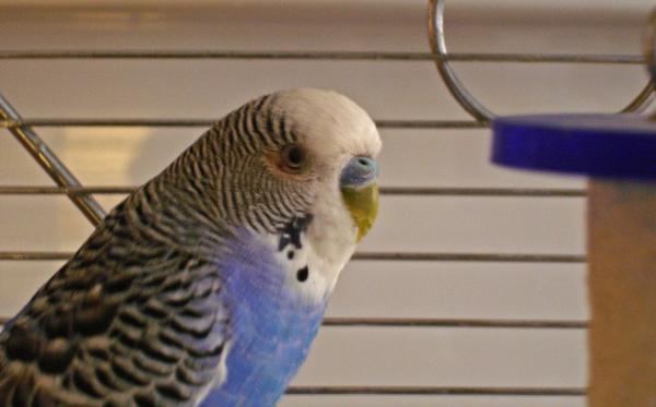 Rodzaje klatek dla papug - Jak powinna wyglądać klatka dla papug