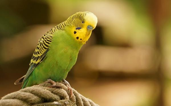 Rodzaje klatek dla papużek falistych - co powinieneś wiedzieć