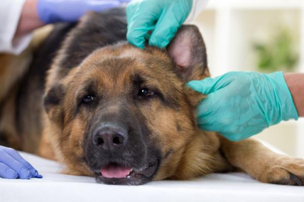 Toczeń u psów - przyczyny, objawy i leczenie - Długość życia psa z toczniem