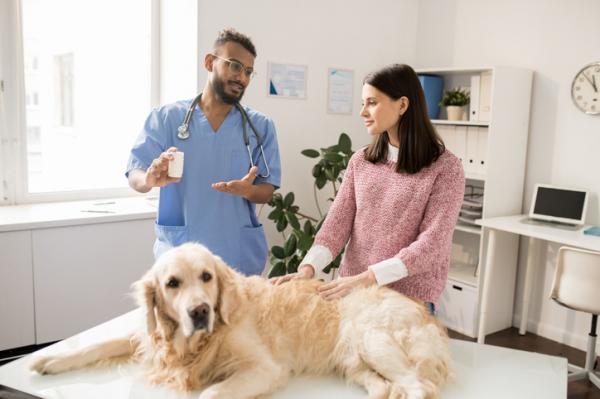 Toczeń u psów - przyczyny, objawy i leczenie - Czy toczeń u psów jest wyleczony?