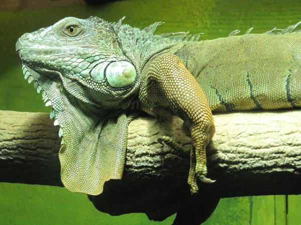 Iguana jako zwierzę domowe - Iguana domowa