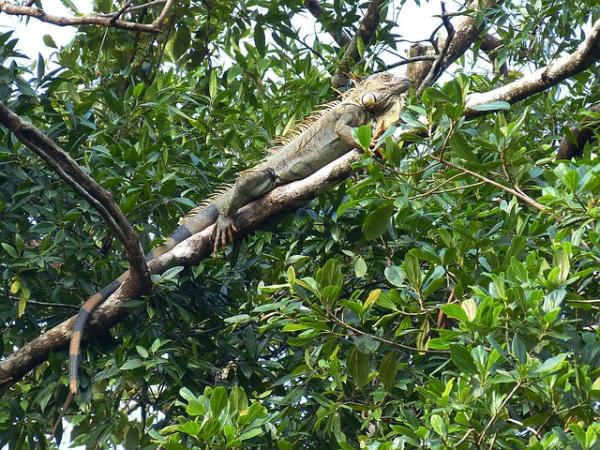 Iguana jako zwierzę domowe - morfologia iguany