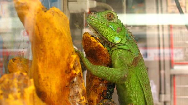 Iguana jako zwierzę domowe - Terrarium dla Twojego Iguany