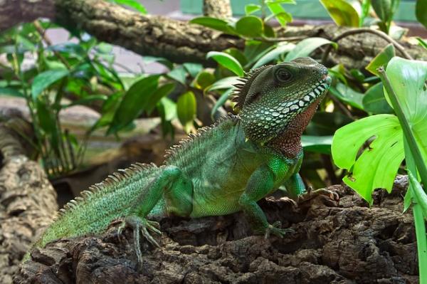Iguana jako zwierzę domowe - Trenuj swoją domową iguanę