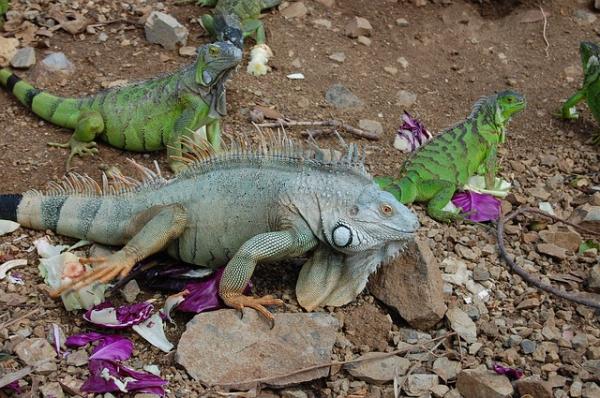 Iguana jako zwierzę domowe – karmienie legwana domowego