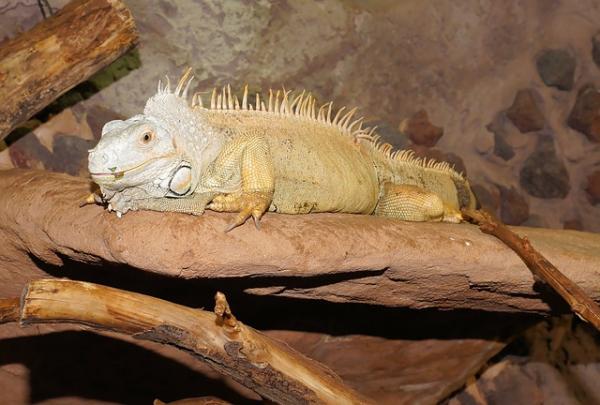Iguana jako zwierzę domowe - zdrowie legwana domowego