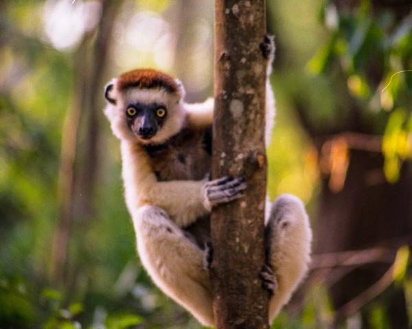 Zwierzęta Madagaskaru - 8. Sifaca de Verreaux