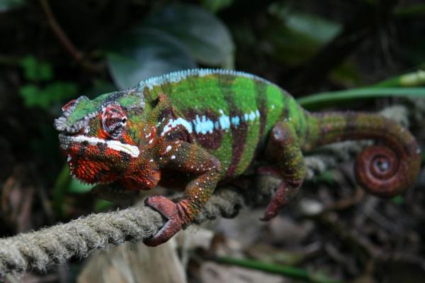 Zwierzęta Madagaskaru - 2. Kameleon lamparci