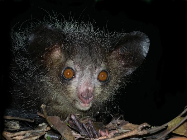 Zwierzęta Madagaskaru - 5. Aye-aye