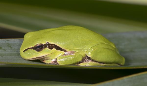 Fauna lasu śródziemnomorskiego - żaba południowa