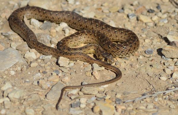 Fauna śródziemnomorskiego lasu - Drań wąż