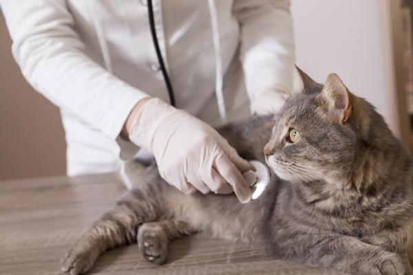 Mastocytoma u kotów - Objawy, leczenie i rokowanie - Diagnostyka mastocytoma u kotów