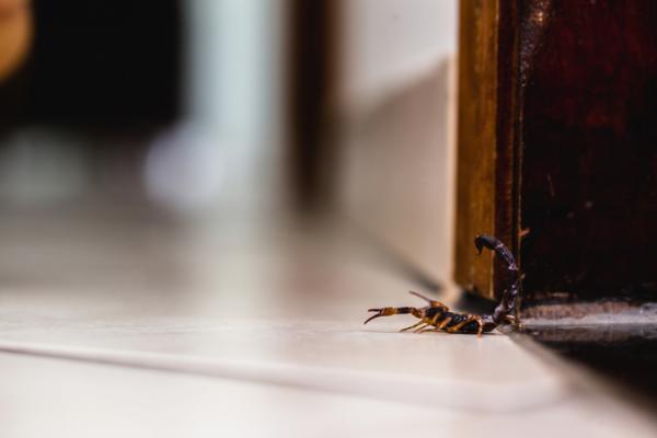 Jak odstraszyć skorpiony lub skorpiony?  - Gdzie skorpiony wchodzą do domów?