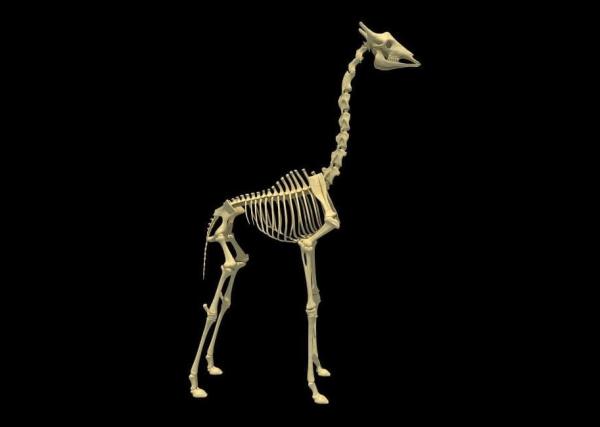 Jak długa jest szyja żyrafy?  - Kręgosłup u ssaków