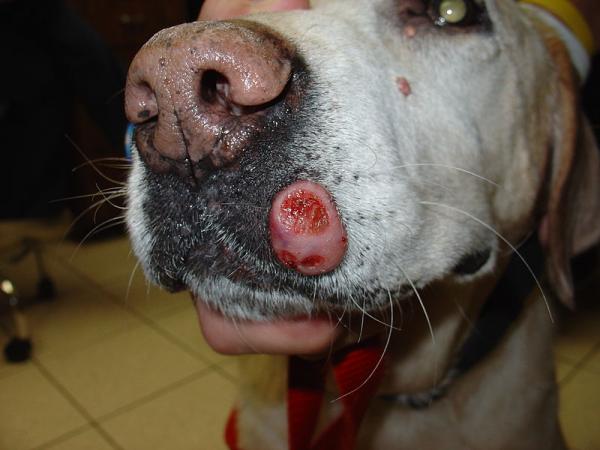 Mastocytoma u psów - Objawy, rokowanie i leczenie - Objawy mastocytoma u psów
