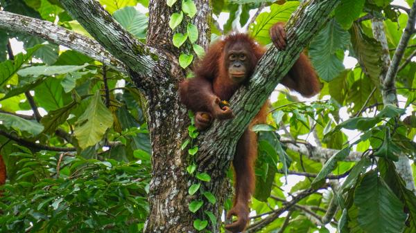 Zwierzęta Azji - 4. Orangutan borneański 