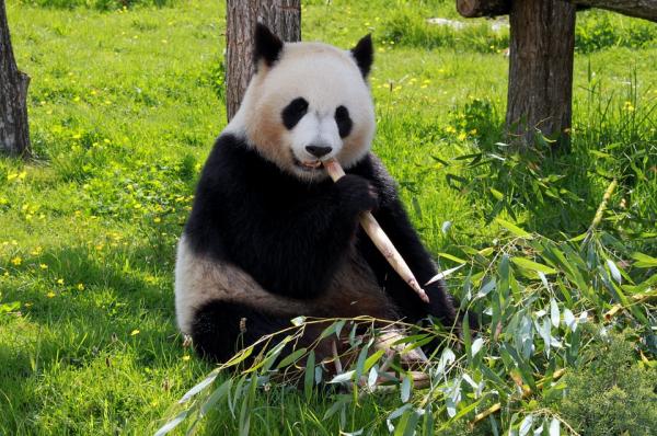 Ulubione zwierzęta dzieci — Miś Panda