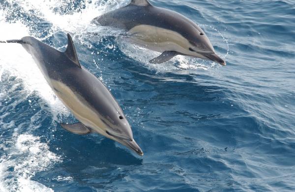 Ulubione zwierzęta dzieci — delfin
