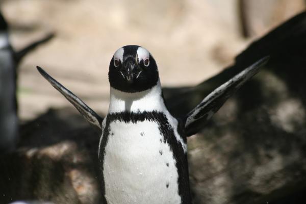 Ulubione zwierzęta dzieci — pingwin