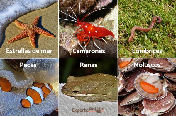 15 przykładów zwierząt hermafrodytycznych i ich rozmnażanie - rodzaje zwierząt hermafrodytycznych i ich reprodukcja