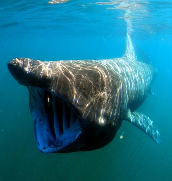 Największa ryba morska na świecie - Rekin olbrzymi