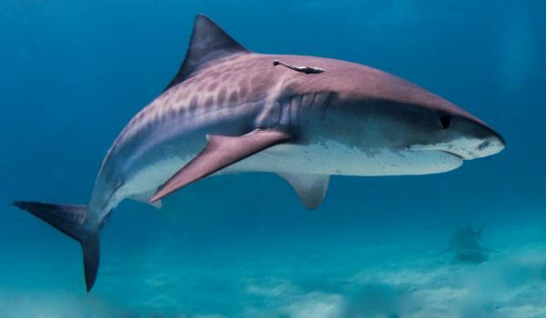 Największa ryba morska na świecie - Rekin tygrysi