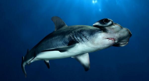 Największa na świecie ryba morska — olbrzymi rekin młotogłowy